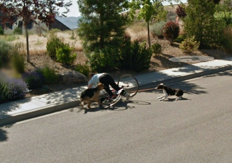 dogs street view