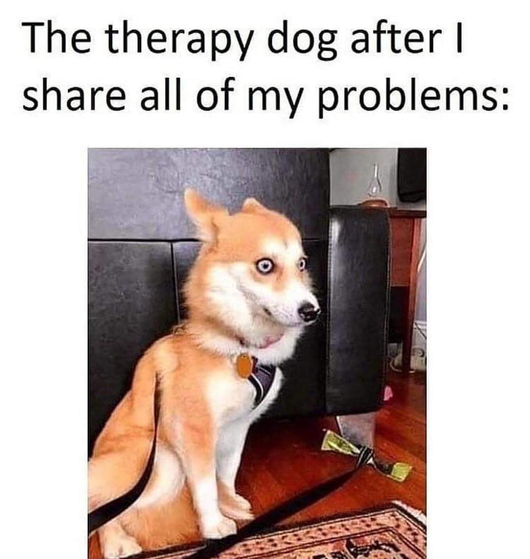 funny animals memes - The therapy dog after all of my problems