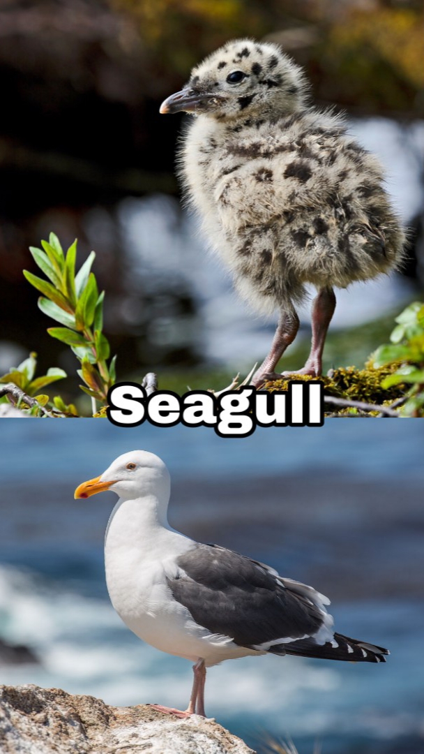beak - Seagull