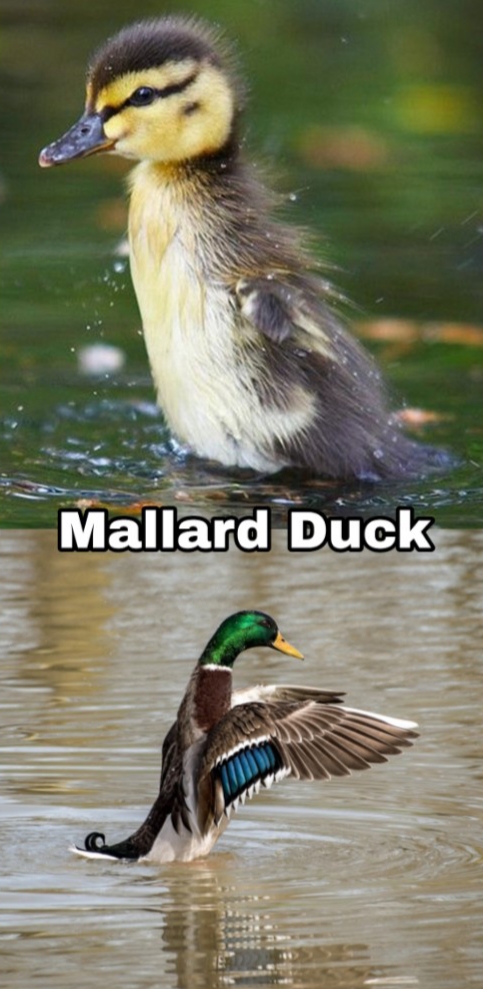 mallard baby duckling - Mallard Duck