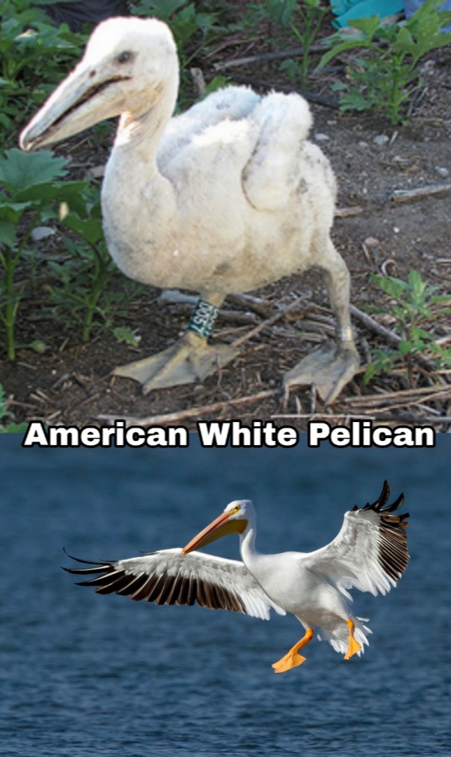 pelican chick - American White Pelican