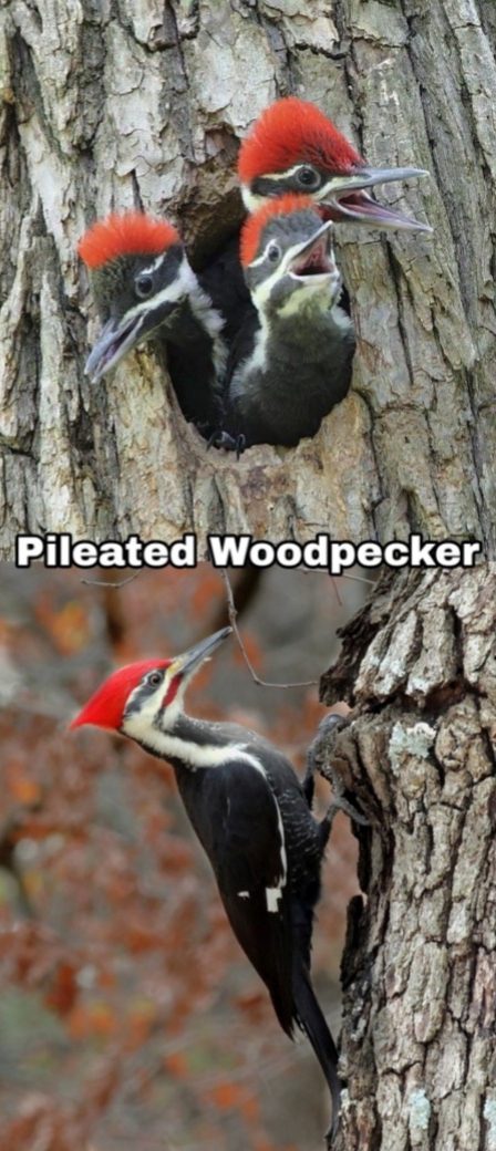 woodpecker ontario - Pileated Woodpecker