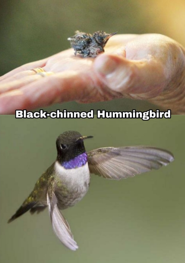 male black chinned hummingbird - Blackchinned Hummingbird