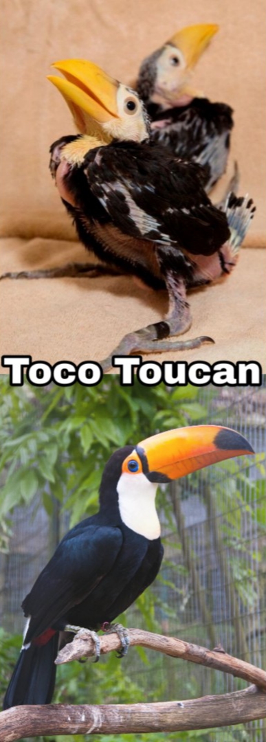 baby newborn toucan