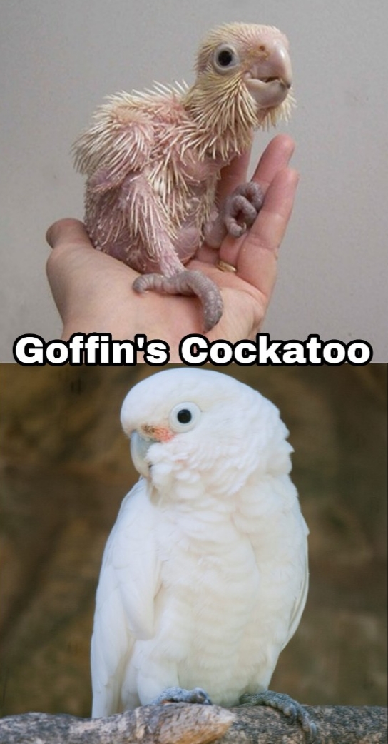 beak - Goffin's Cockatoo