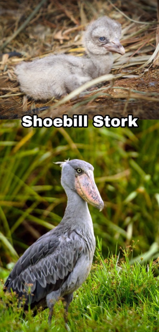 shoebill stork - Shoebill Stork