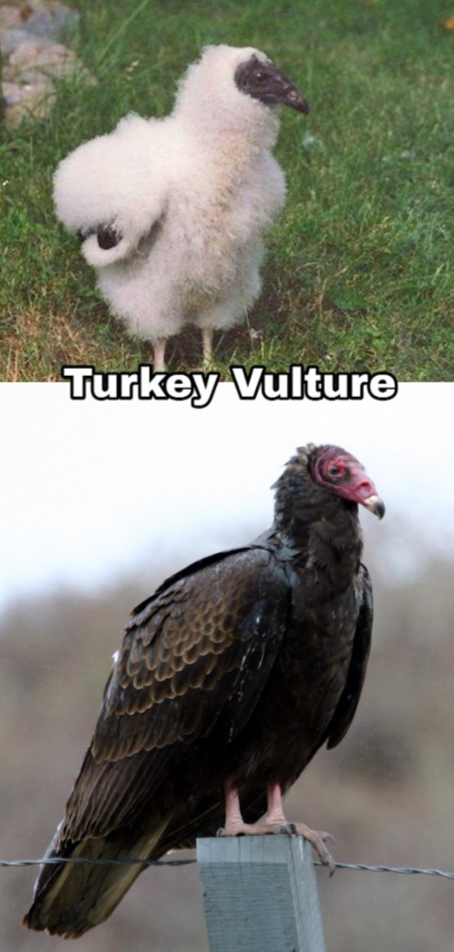 turkey vulture - Turkey Vulture