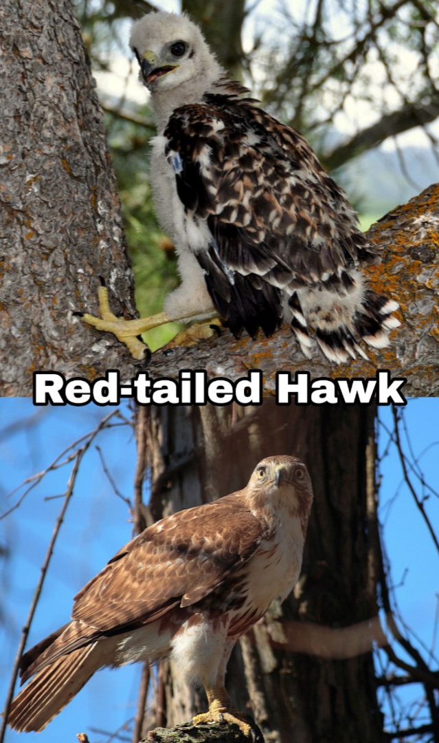 birds of prey nc - Redtailed Hawk