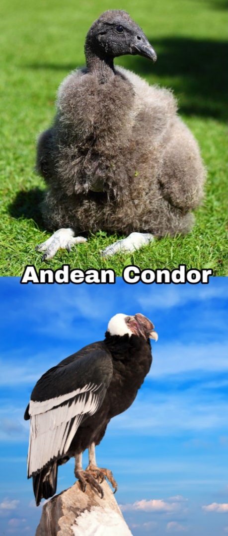 andean condor baby - Andean Condor