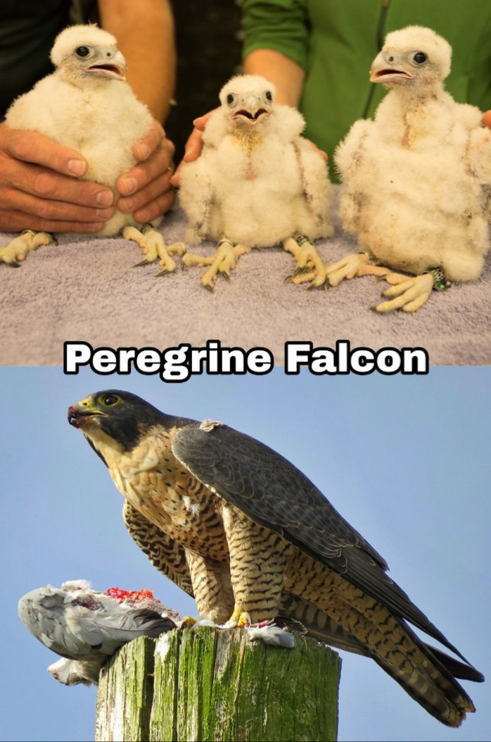 saudi arabia national animal - Peregrine Falcon