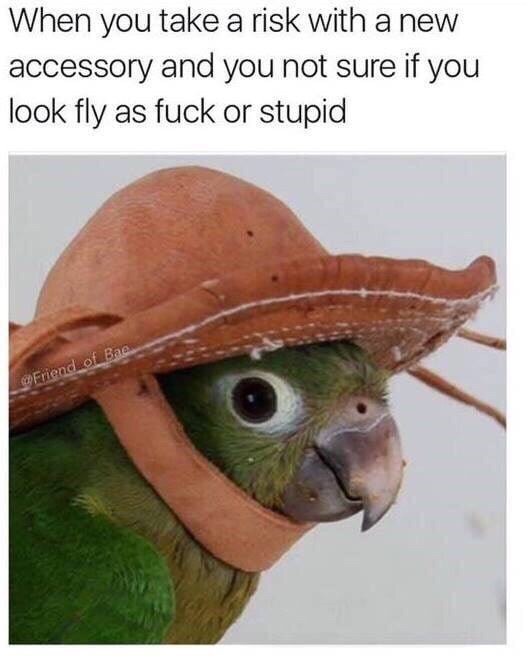 bird memes - When you take a risk with a new accessory and you not sure if you look fly as fuck or stupid Friend of Bae