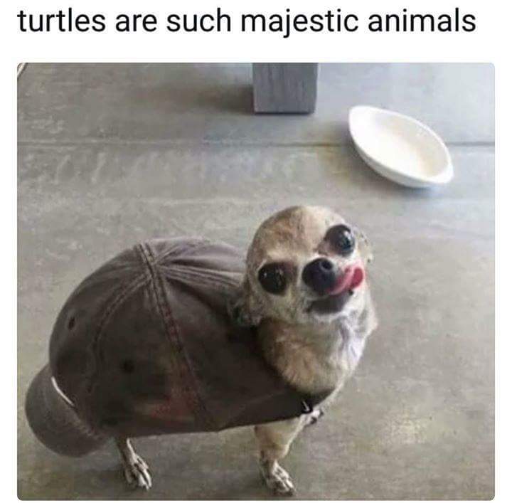 chihuahua turtle meme - turtles are such majestic animals