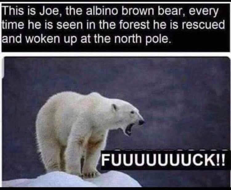 joe the albino brown bear - This is Joe, the albino brown bear, every time he is seen in the forest he is rescued and woken up at the north pole. Fuuuuuuuck!!