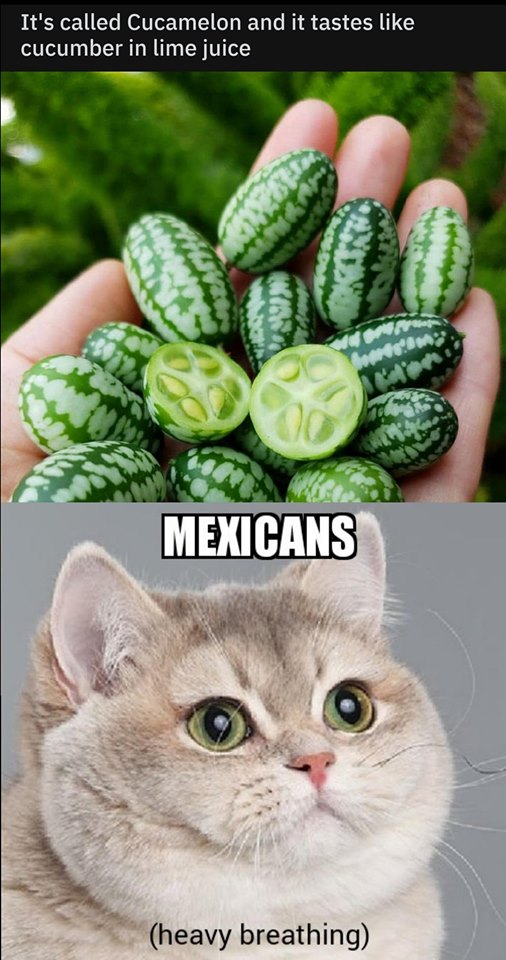 cucumber lime meme - It's called Cucamelon and it tastes cucumber in lime juice Mexicans heavy breathing