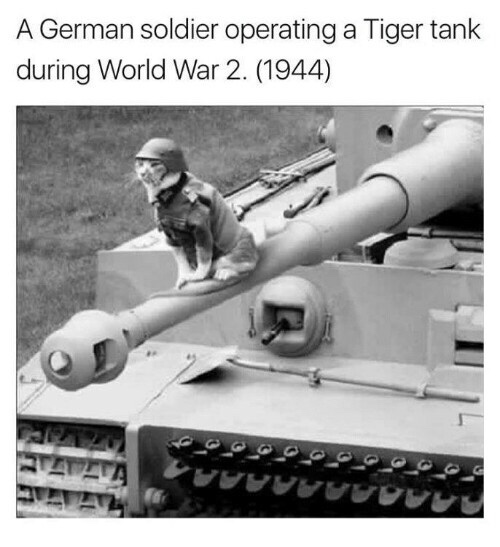 tank memes - A German soldier operating a Tiger tank during World War 2. 1944 L