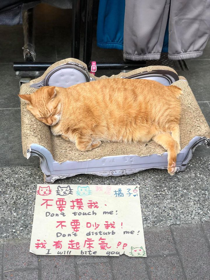 do not disturb cat