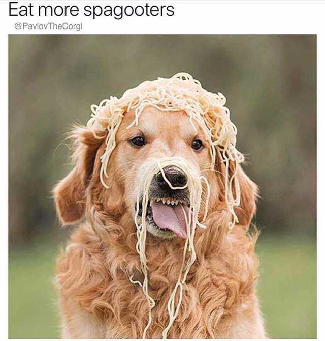 dog memes - Eat more spagooters Corgi