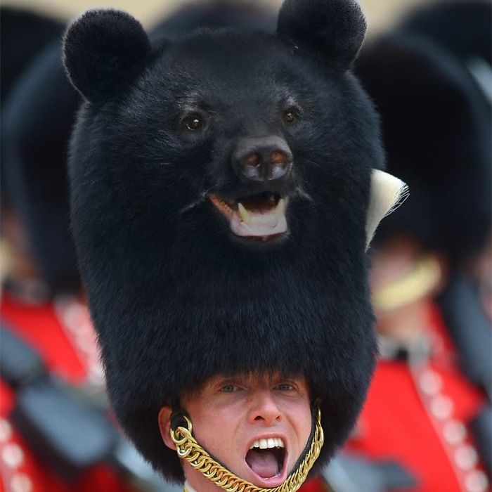 animals photoshopped - american black bear