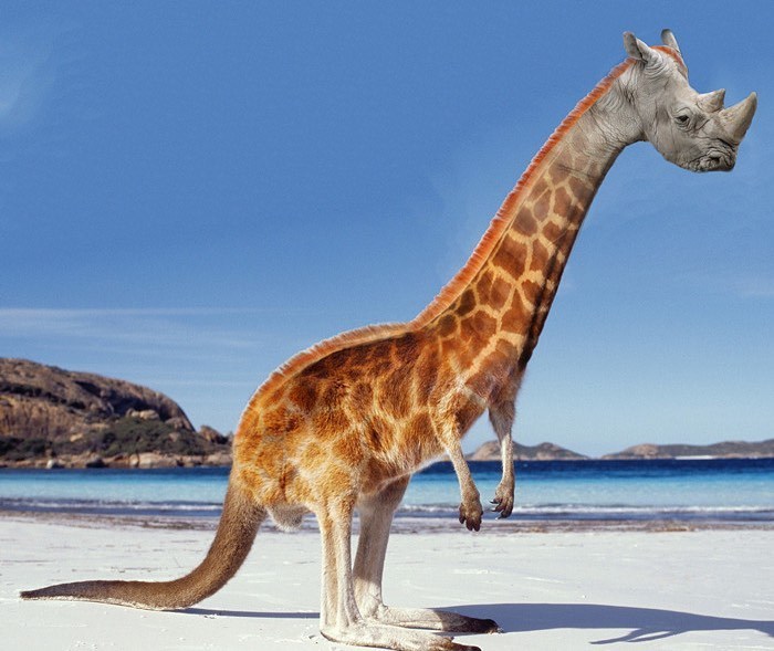 animals photoshopped - australia known