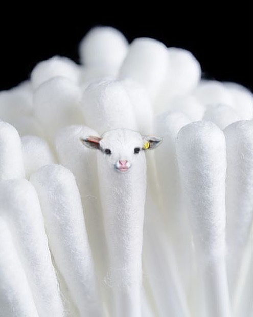 animals photoshopped - sheep