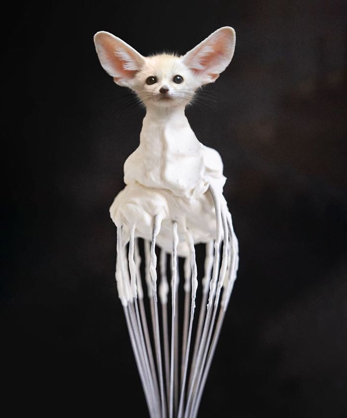animals photoshopped - whip cream