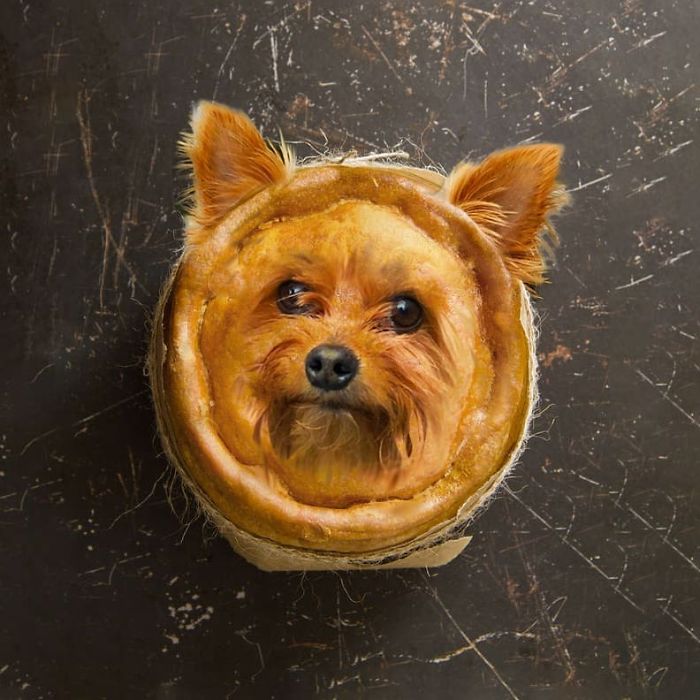 animals photoshopped - yorkshire terrier