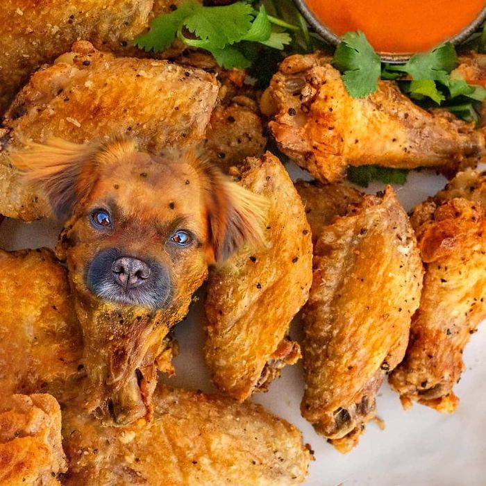 animals photoshopped - fried food