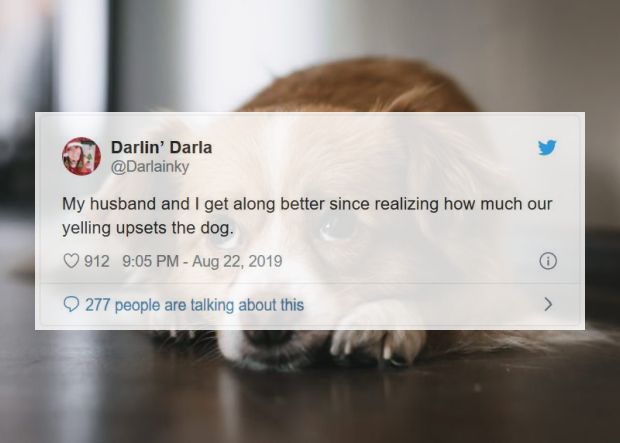 website - Darlin' Darla My husband and I get along better since realizing how much our yelling upsets the dog. 912