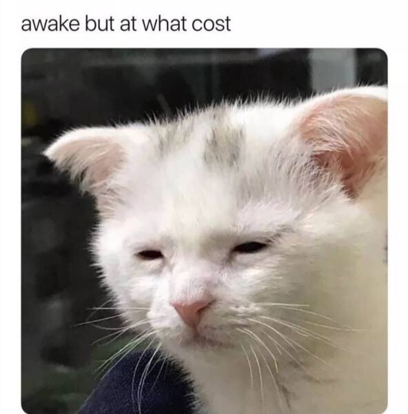 awake but at what cost cat - awake but at what cost