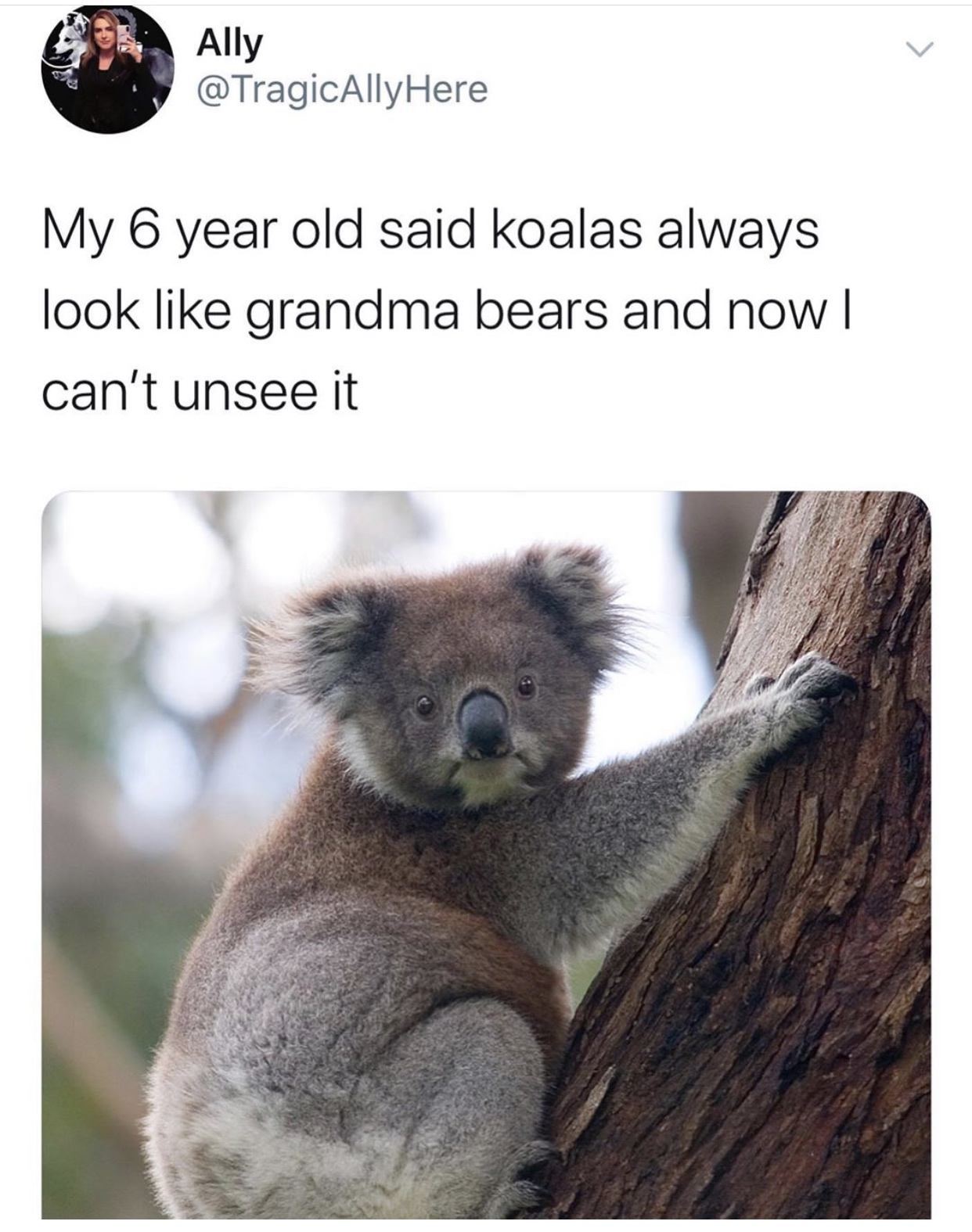 koala bear hugging a tree - Ally Here My 6 year old said koalas always look grandma bears and now ! can't unsee it