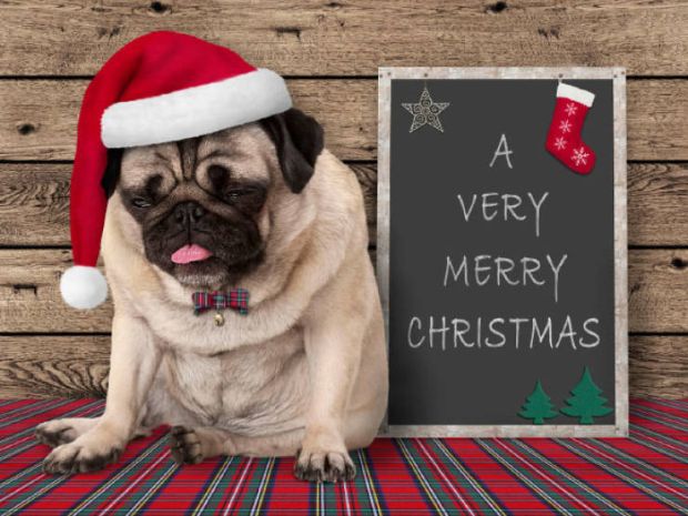 christmas pug dog - Very Merry Christmas