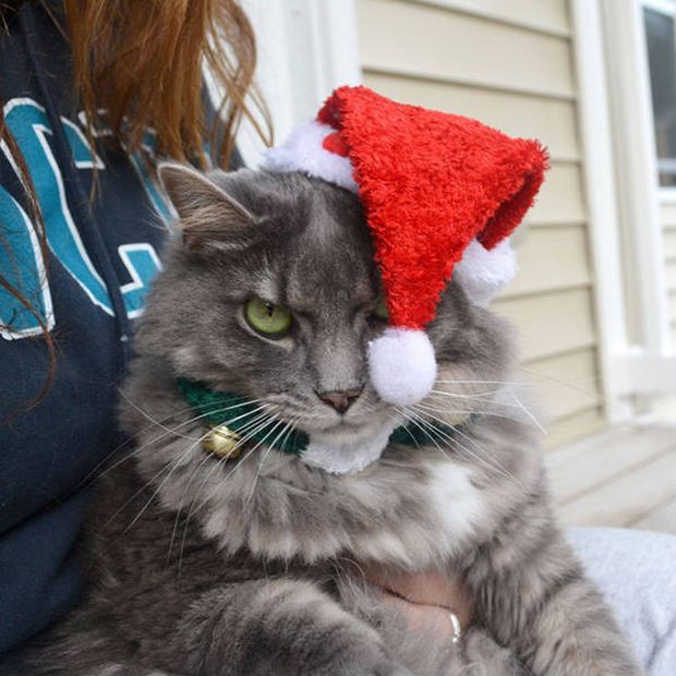 pets hate christmas