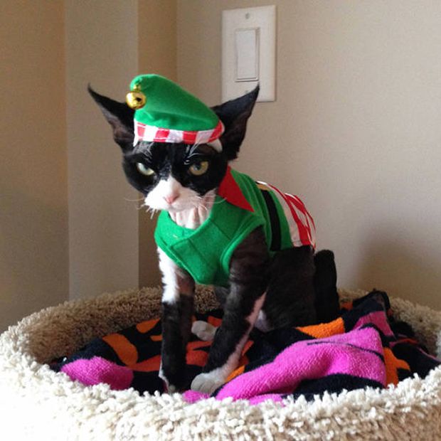 17 Holiday Pics Of Animals That Are Definitely Mad At Their Owners