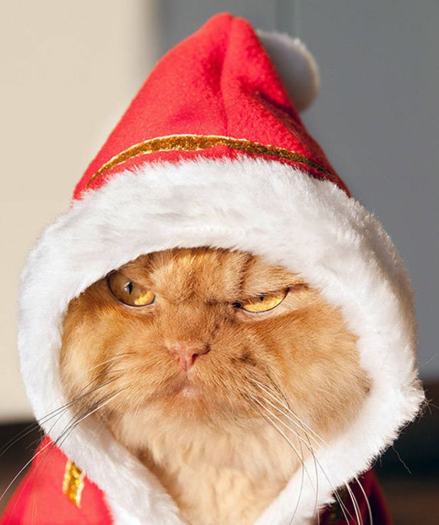 grumpy cat in santa costume