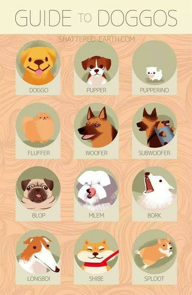 guide to doggos - Guide To Doggos ShatteredEarth.Com Doggo Pupper Pupperino Fluffer Woofer Subwoofer Blop Mlem Bork Longboi Shibe Sploot