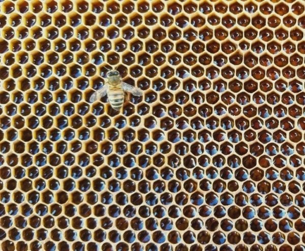 satisfying pictures - bee hive