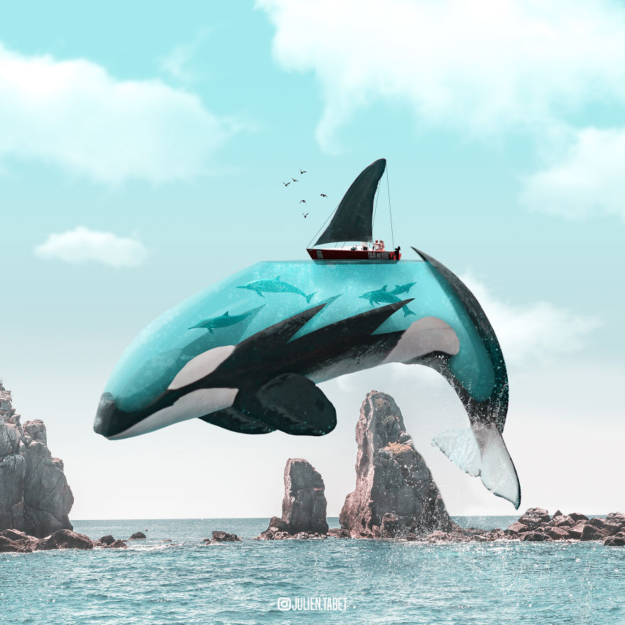 Killer whale