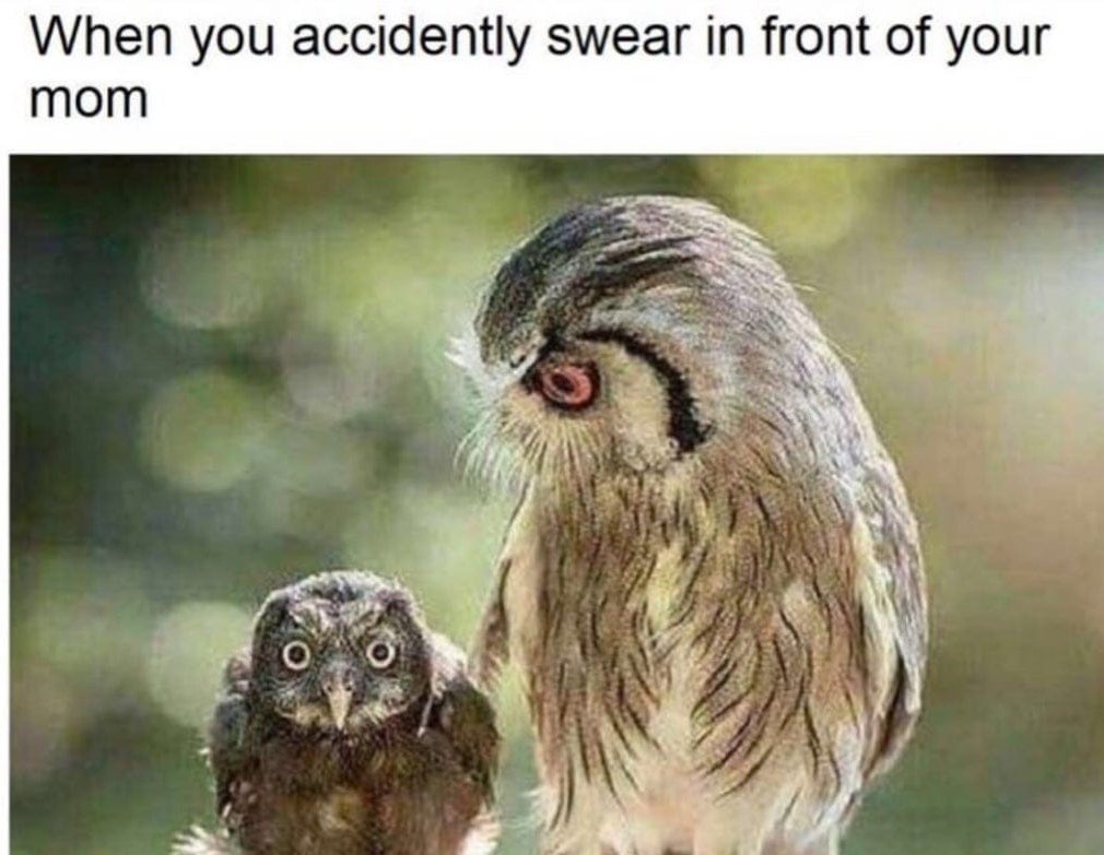 funny owl - When you accidently swear in front of your mom