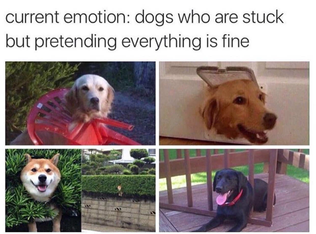 best dog meme - current emotion dogs who are stuck but pretending everything is fine