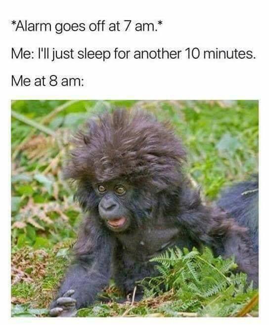 surprised baby gorilla - Alarm goes off at 7 am. Me I'll just sleep for another 10 minutes. Me at 8 am