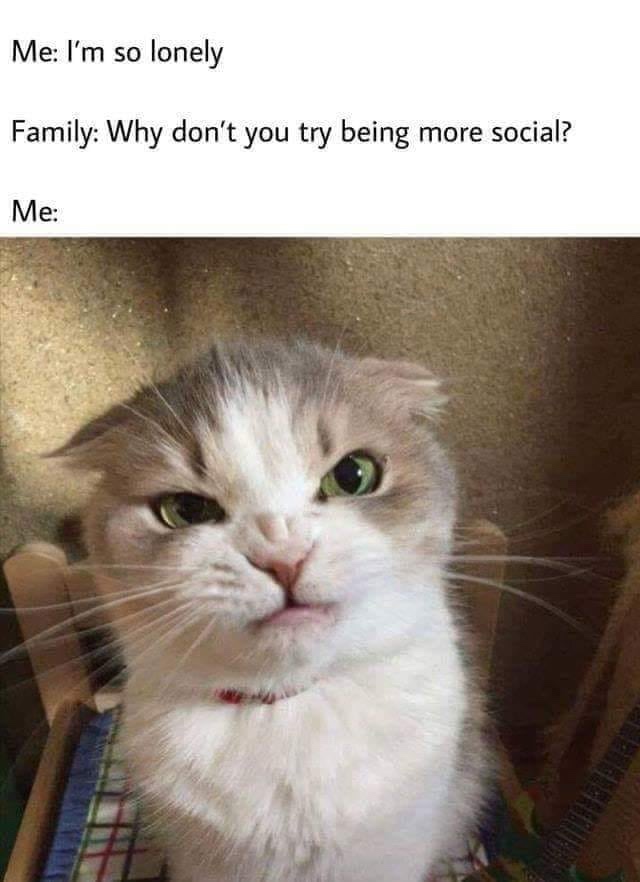 funny cats and dogs memes - Me I'm so lonely Family Why don't you try being more social? Me