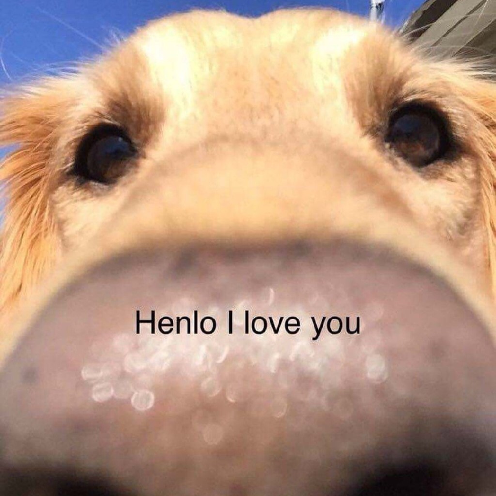 henlo i love you - Henlo I love you