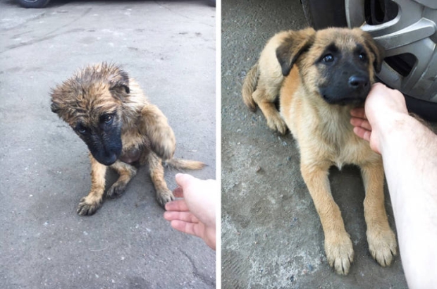 estrela mountain dog