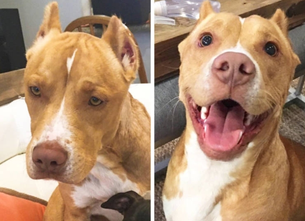 pets before and after adoption