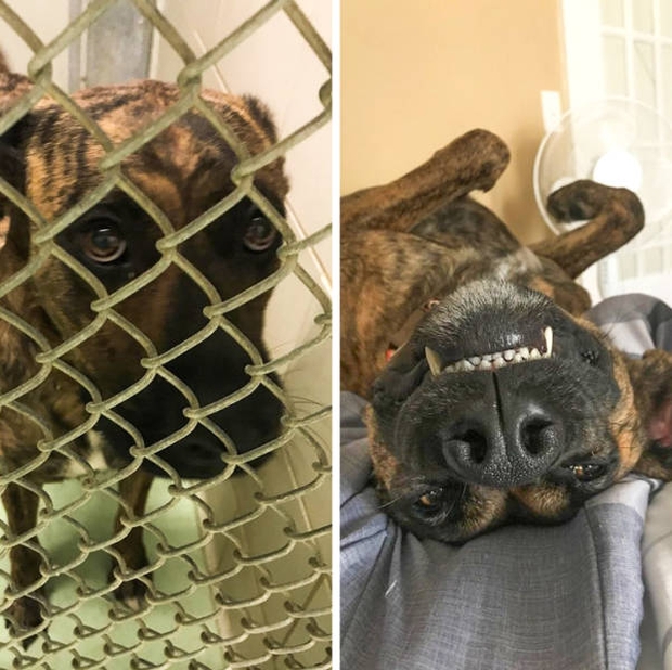 Animals Before And After They Found A Good Home