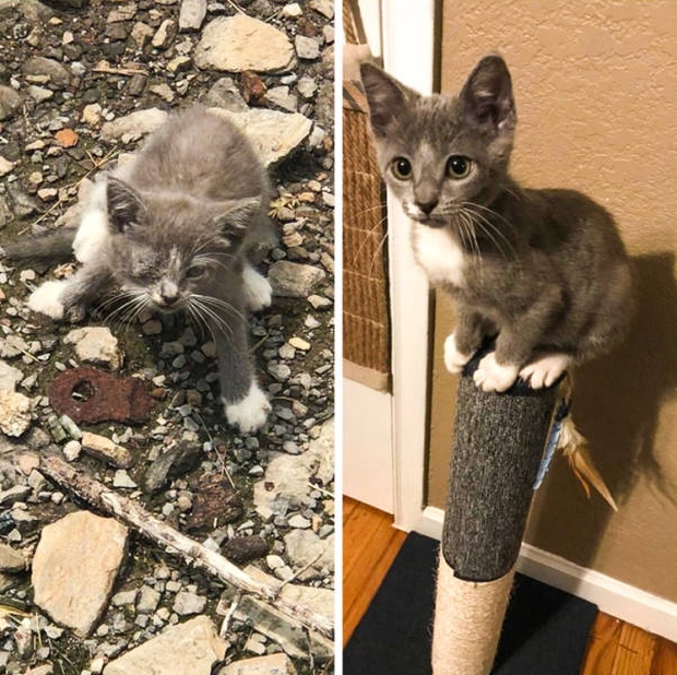 animals before and after adoption