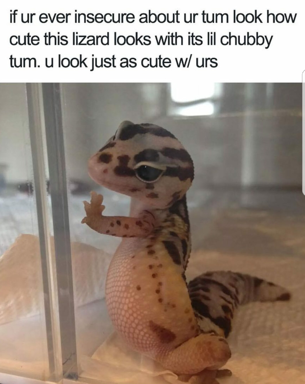 wholesome memes - if ur ever insecure about ur tum look how cute this lizard looks with its lil chubby tum. u look just as cute w urs
