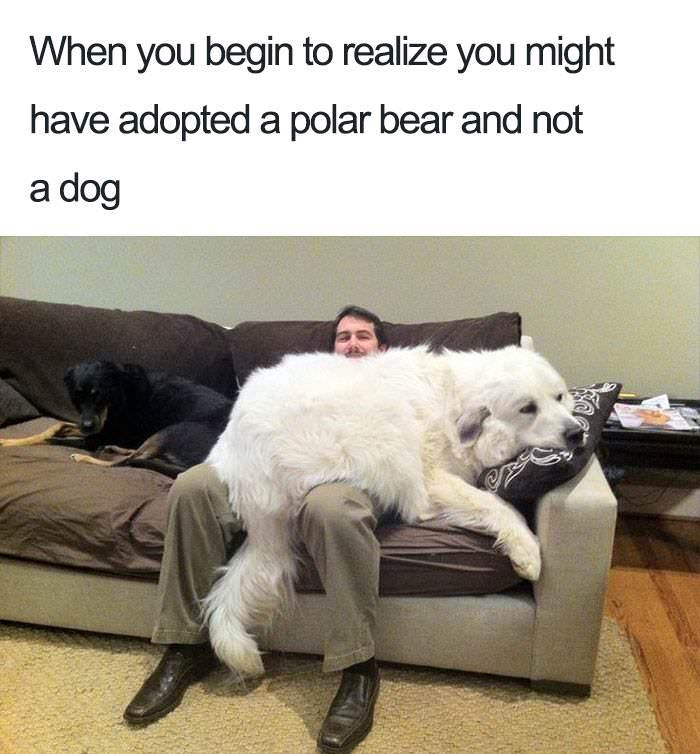 cute dog memes - When you begin to realize you might have adopted a polar bear and not a dog