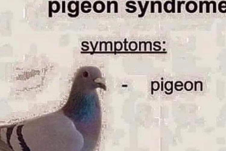 beak - pigeon syndrome symptoms pigeon
