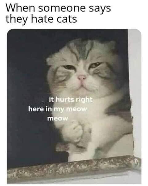 hurts right here in my meow meow - When someone says they hate cats it hurts right here in my meow meow